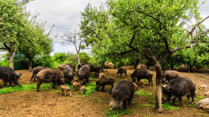 Comienza el control de jabalí por daños en la agricultura e infraestructuras