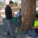 Nuevo tratamiento de endoterapia en parques de Segorbe