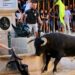 La venta de entradas para los entablados de Segorbe comienza el lunes 1 de septiembre