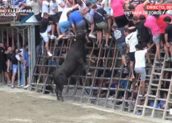 Raúl Izquierdo se cuela en el XL Concurso de Ganaderías con 182 puntos y un toro embolado casi perfecto