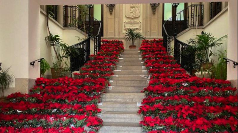 Segorbe reparte plantas y alfombras para que los comercios se vistan de Navidad