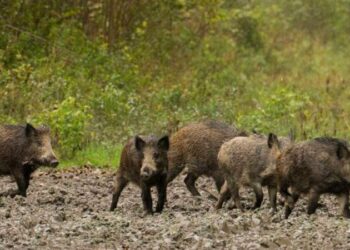 La Generalitat Valenciana activa ayudas de 40 euros por jabalí cazado para frenar el riesgo de peste porcina africana