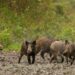 La Generalitat Valenciana activa ayudas de 40 euros por jabalí cazado para frenar el riesgo de peste porcina africana