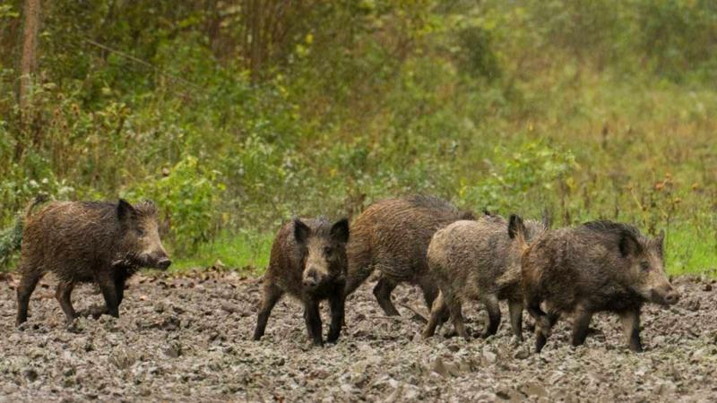 La Generalitat Valenciana activa ayudas de 40 euros por jabalí cazado para frenar el riesgo de peste porcina africana
