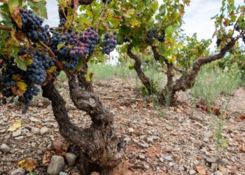 Julián Barón enseña a captar con cámara el proceso artesanal del vino en Segorbe