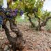 Julián Barón enseña a captar con cámara el proceso artesanal del vino en Segorbe