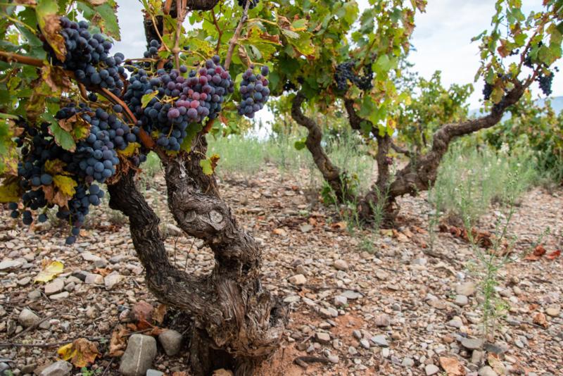 Julián Barón enseña a captar con cámara el proceso artesanal del vino en Segorbe