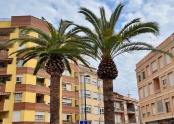 Segorbe mantiene durante todo el año el tratamiento de sus árboles frente a plagas