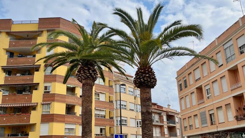 Segorbe mantiene durante todo el año el tratamiento de sus árboles frente a plagas