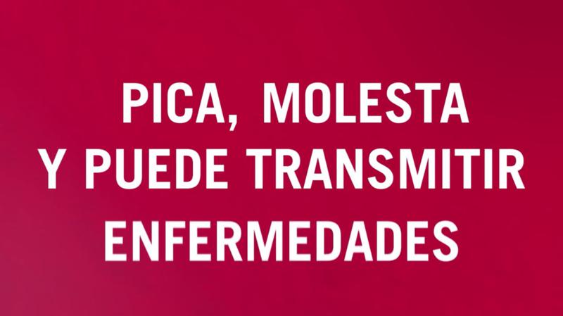 Segorbe presenta una agenda de fin de semana con cultura, música y actividades para todos los públicos