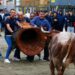 Gran participación en los festejos taurinos de mayo en Segorbe pese a la lluvia