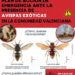 Segorbe informa sobre el plan de emergencia ante la detección de avispas exóticas en la Comunitat Valenciana