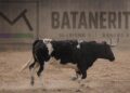 La Comisión de Toros de Segorbe presenta a Batanerita, una vaca cerril de la ganadería Monteviejo