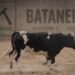 La Comisión de Toros de Segorbe presenta a Batanerita, una vaca cerril de la ganadería Monteviejo