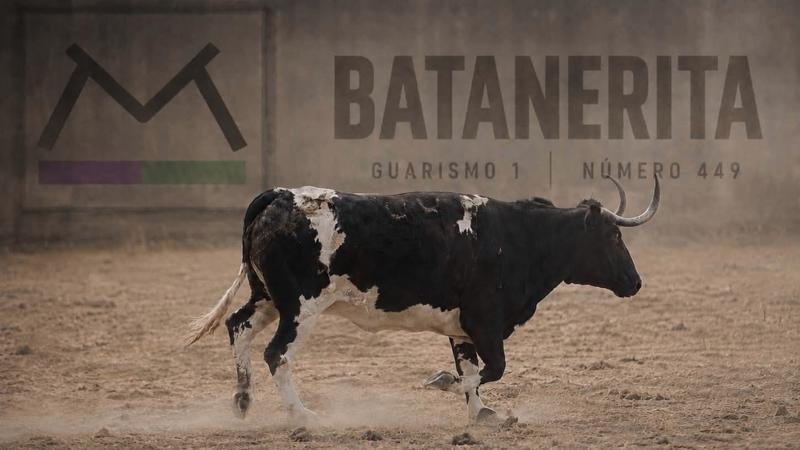 La Comisión de Toros de Segorbe presenta a Batanerita, una vaca cerril de la ganadería Monteviejo