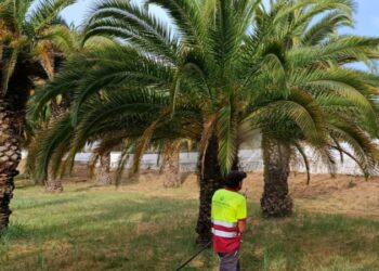 El Ayuntamiento continúa trabajando para la eliminación del picudo en ‘La Esperanza’