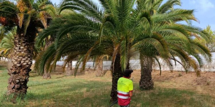 El Ayuntamiento continúa trabajando para la eliminación del picudo en ‘La Esperanza’