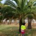 El Ayuntamiento continúa trabajando para la eliminación del picudo en ‘La Esperanza’
