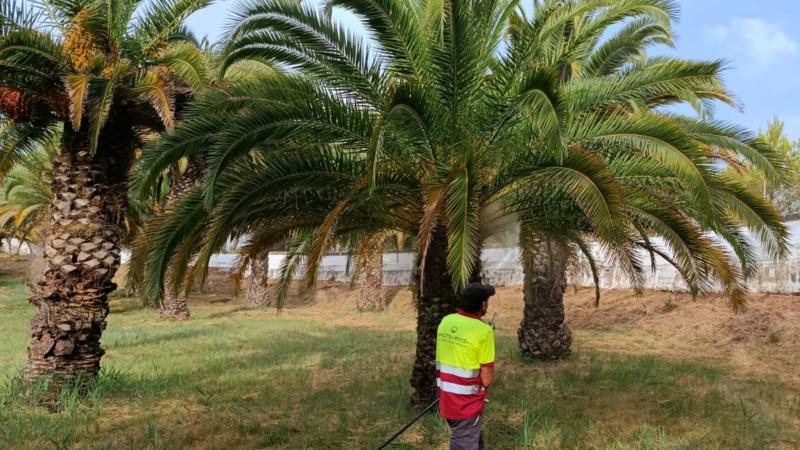 El Ayuntamiento continúa trabajando para la eliminación del picudo en ‘La Esperanza’