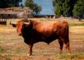 La Comisión de Toros de Segorbe presenta a ‘Segundo’, su ejemplar de Peñajara para las fiestas