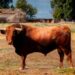 La Comisión de Toros de Segorbe presenta a ‘Segundo’, su ejemplar de Peñajara para las fiestas
