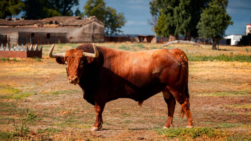 La Comisión de Toros de Segorbe presenta a ‘Segundo’, su ejemplar de Peñajara para las fiestas