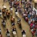 Segorbe inicia la Semana Taurina con toros, ferias y tradición