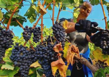 La vid y el vino se convierten en protagonistas de un taller de fotografía en Segorbe