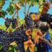 La vid y el vino se convierten en protagonistas de un taller de fotografía en Segorbe