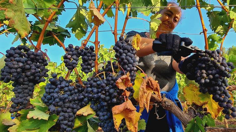 La vid y el vino se convierten en protagonistas de un taller de fotografía en Segorbe